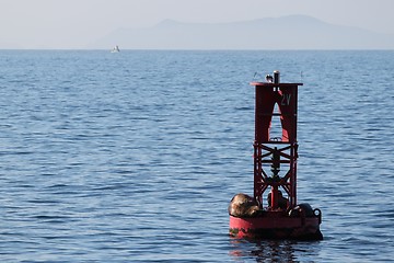 Image showing Buoy Sea Lions