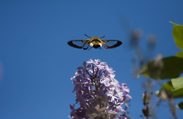 Image showing broad-bordered bee hawk-moth