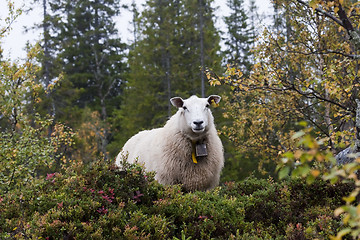Image showing forest sheep