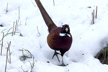 Image showing pheasant