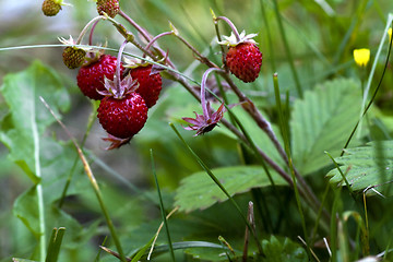 Image showing wild strawberries