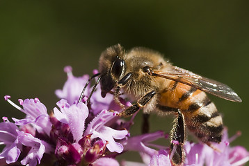 Image showing honeybee