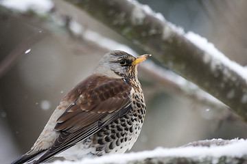 Image showing fieldfare