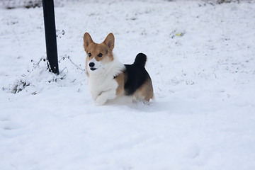 Image showing running in snow