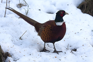 Image showing pheasant