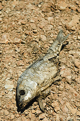 Image showing Dead fish
