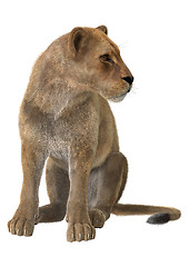 Image showing Lioness