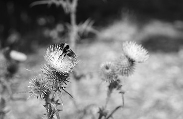 Image showing Bumblebee on Scottish emblem, the thistle