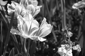 Image showing Striped Monsella tulips