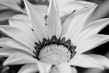 Image showing Gazania flower with bright petals