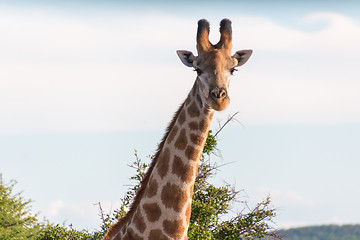 Image showing Giraffe in the wild