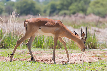 Image showing Impala