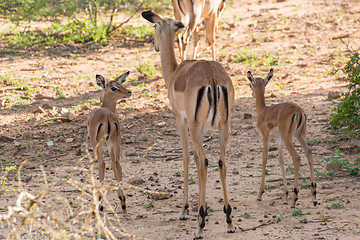 Image showing Impala family