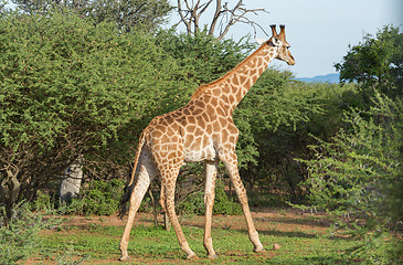 Image showing Giraffe in the wild