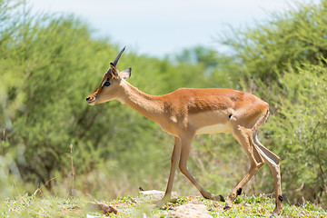 Image showing Impala