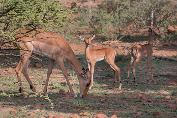 Image showing Impala family