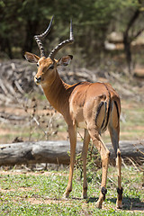 Image showing Impala