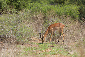 Image showing Impala