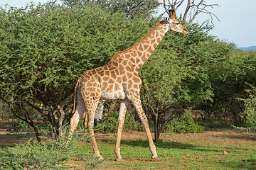 Image showing Giraffe in the wild