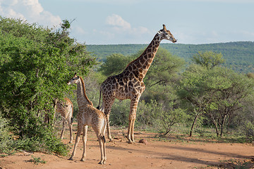 Image showing Giraffe Family