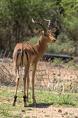 Image showing Impala