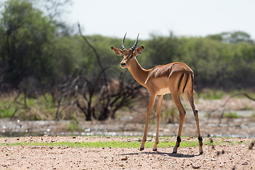 Image showing Impala