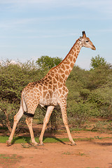 Image showing Giraffe in the wild