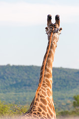 Image showing Giraffe in the wild