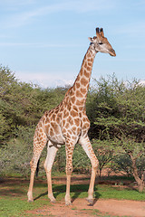 Image showing Giraffe in the wild