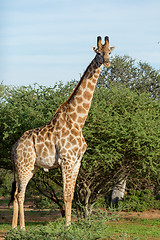 Image showing Giraffe in the wild