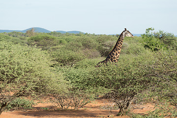 Image showing Giraffe in the wild