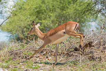 Image showing Impala on the run