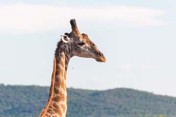 Image showing Giraffe in the wild