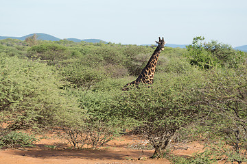 Image showing Giraffe in the wild