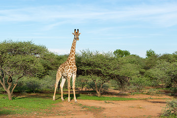 Image showing Giraffe in the wild