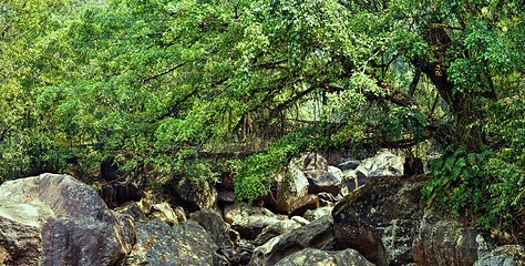 Image showing Old root bridge in India