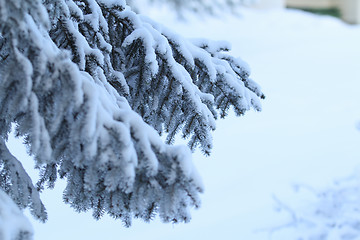 Image showing Winter Scene