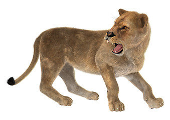 Image showing Angry Lioness