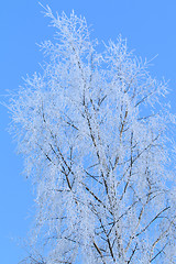 Image showing Frosty Tree