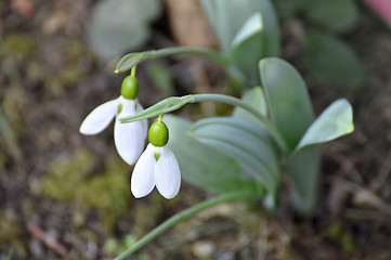 Image showing snowdrop, Galanthus nivalis