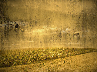 Image showing corn field in vintage look