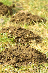 Image showing Molehills