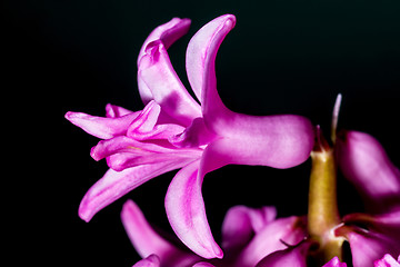 Image showing Hyacinthus flower