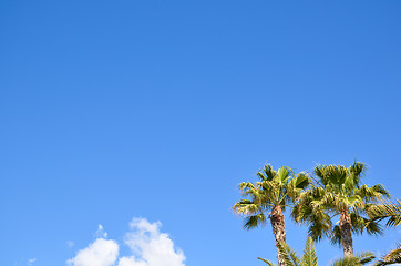 Image showing Palm trees at blue sky