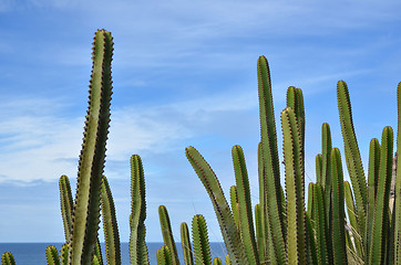 Image showing Cactus by the coast