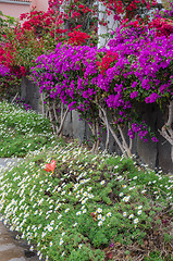 Image showing Tropical summer flowers