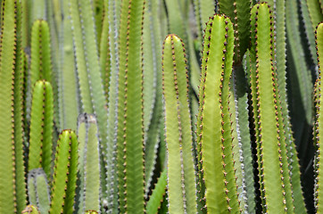 Image showing Cactus closeup