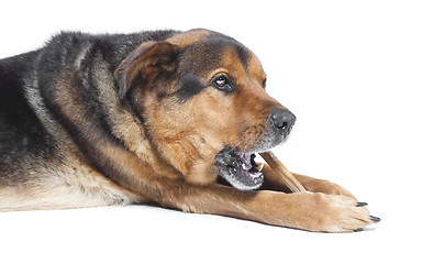 Image showing old dog with bone