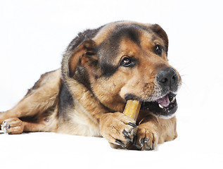 Image showing Dog eats bones