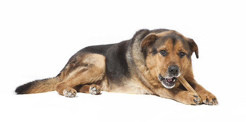 Image showing Dog chewing on bones